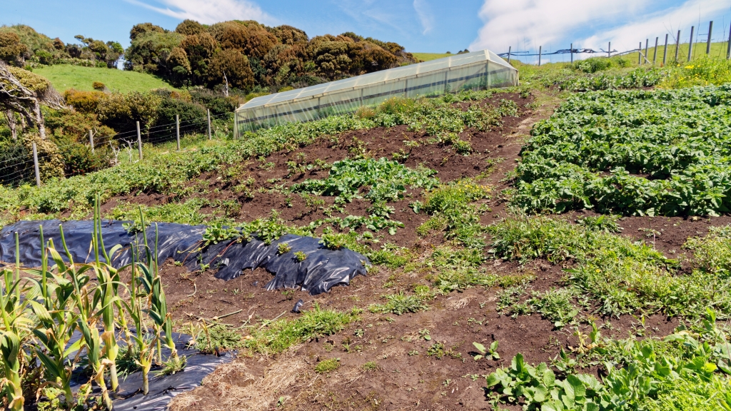 11 - Île de Chiloé (24).jpg